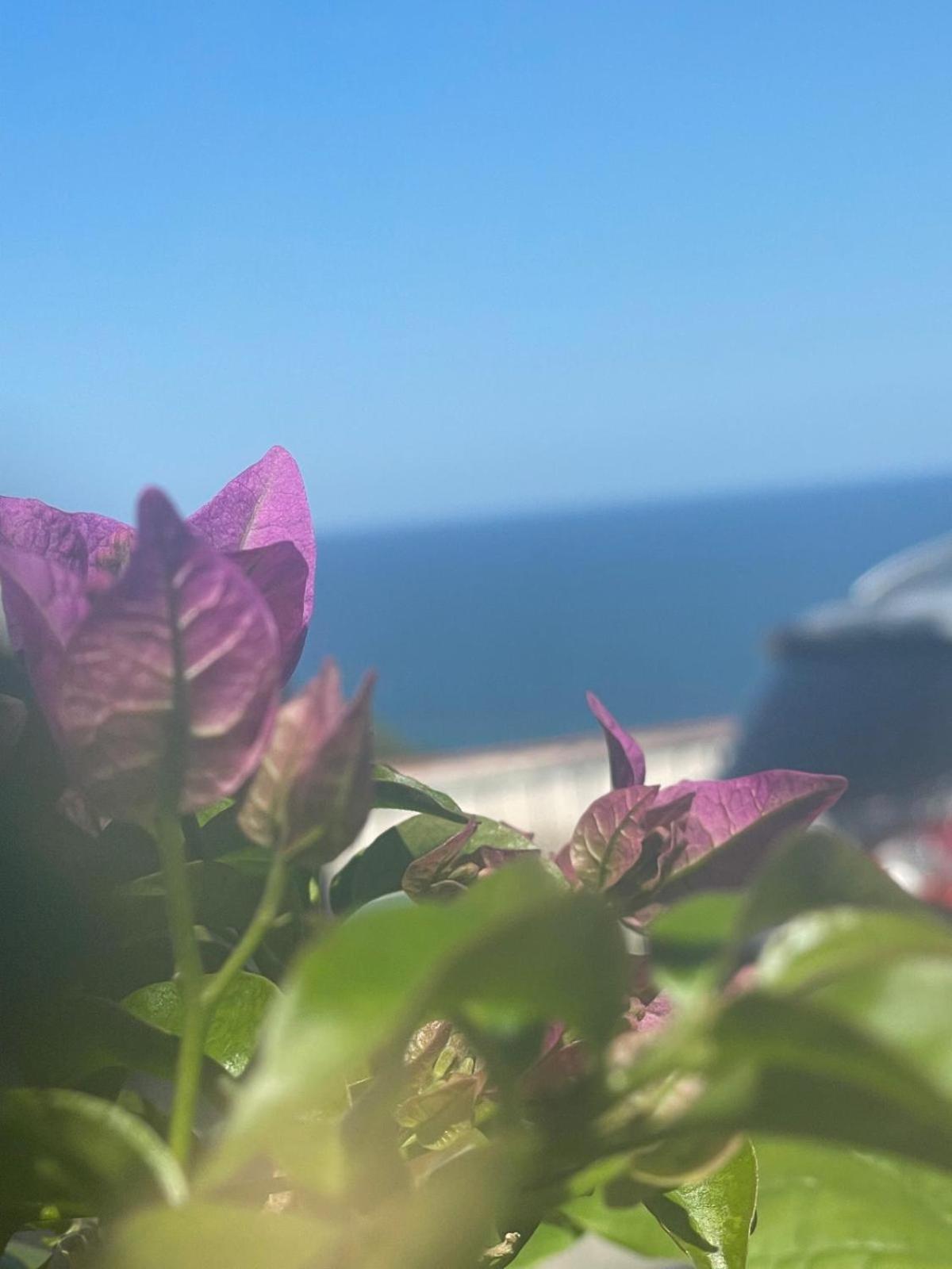 Sunderville Superior بيسْكيتْشّي المظهر الخارجي الصورة